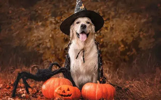dog wearing Halloween clothes