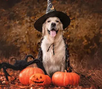 dog wearing Halloween clothes