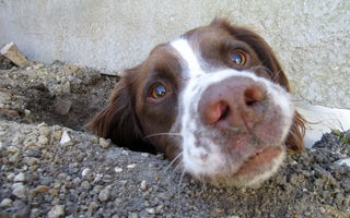 How-to-Stop-a-Dog-from-Digging-Up-Your-Garden J.S.M