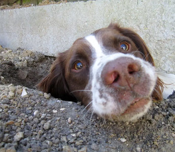 How-to-Stop-a-Dog-from-Digging-Up-Your-Garden J.S.M