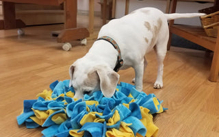 Choosing-the-Right-Sniff-Mat-5-Key-Factors-to-Consider-for-Your-Pet J.S.M