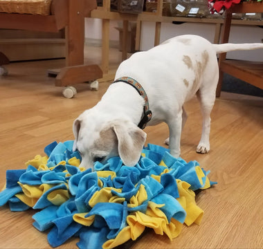 Choosing-the-Right-Sniff-Mat-5-Key-Factors-to-Consider-for-Your-Pet J.S.M