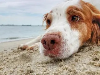 How-to-Keep-Dogs-and-Cats-Safe-During-UK-Heatwaves J.S.M
