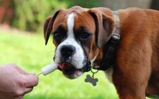Frozen-Treats-Meals-Dog-Friendly-Foods-to-Keep-in-Your-Freezer-This-Summer J.S.M