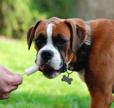 Frozen-Treats-Meals-Dog-Friendly-Foods-to-Keep-in-Your-Freezer-This-Summer J.S.M