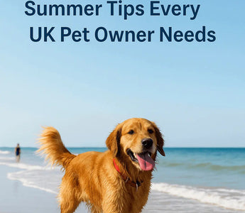 Beach-Safety-for-Dogs-8-Vet-Approved-Summer-Tips-Every-UK-Pet-Owner-Needs J.S.M