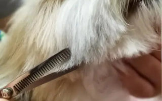 Essential Tips for How to Groom Dogs Safely with Scissors 