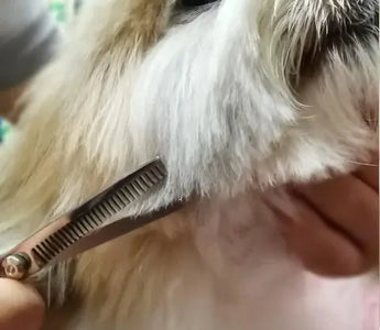 Essential Tips for How to Groom Dogs Safely with Scissors 