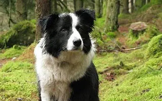 The-Life-Stages-of-a-Border-Collie-From-Puppy-to-Senior J.S.M