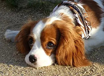 Calm-Dog-Breeds-for-Mental-Health-Gentle-Companions-That-Soothe-the-Soul