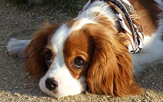 Calm Dog Breeds for Mental Health: Gentle Companions That Soothe the Soul