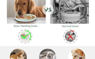 Slow Feeder Dog Bowls: A Guide to Preventing Bloat, Boosting Digestion