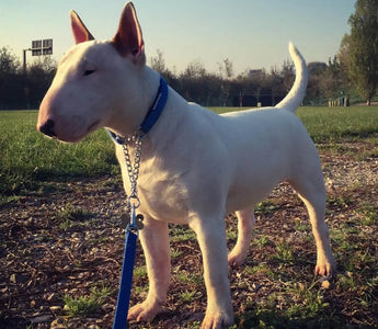 Sun-s-Out-Paws-Protected-A-UK-Guide-to-Sunburn-Risks-in-Light-Coloured-Pets