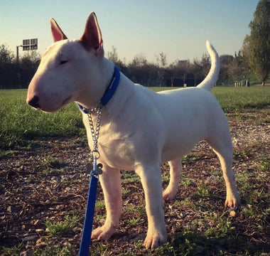Sun-s-Out-Paws-Protected-A-UK-Guide-to-Sunburn-Risks-in-Light-Coloured-Pets