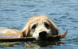 Ageless Comfort: Nurturing Senior Dogs 