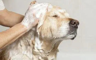 A Comprehensive Guide to the Best Products for Your Pooch's Pampering - J.S.M