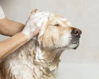 A Comprehensive Guide to the Best Products for Your Pooch's Pampering - J.S.M