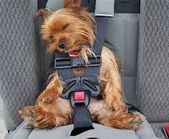 Traveling-with-Dogs-Tips-and-Tricks-for-a-Smooth-Journey J.S.M