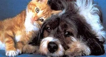 Adopt-A-Pet-The-Pros-and-Cons-of-Pet-Adoption J.S.M