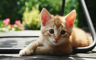 10-Fun-Ways-to-Make-Your-Cat-the-Happiest-on-the-Block J.S.M