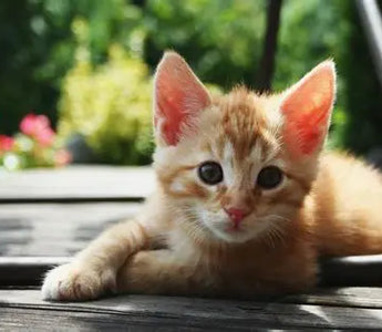 10-Fun-Ways-to-Make-Your-Cat-the-Happiest-on-the-Block J.S.M