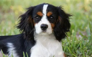 Cavalier King Charles Spaniel: Unveiling the Joys and Challenges - J.S.M