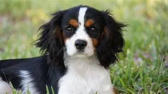 Cavalier King Charles Spaniel: Unveiling the Joys and Challenges - J.S.M
