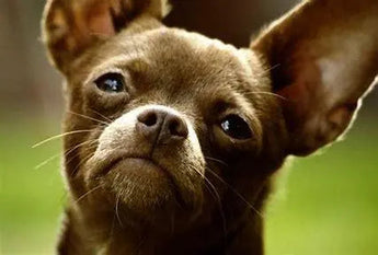 Navigating the Pros and Cons of Chihuahua Ownership - J.S.M