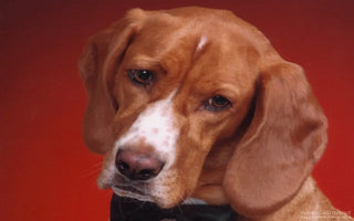 Can Your Dogs Have Paracetamol - J.S.M