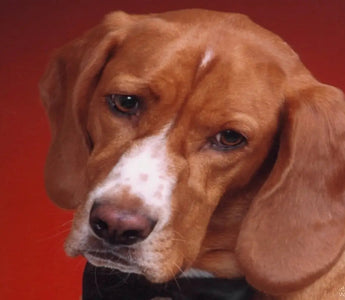 Can Your Dogs Have Paracetamol - J.S.M