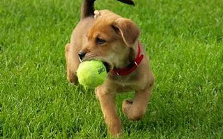 Guide-to-Dog-Toys-Finding-the-Best-for-Your-Furry-Friend J.S.M
