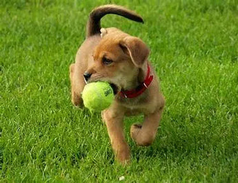 Guide-to-Dog-Toys-Finding-the-Best-for-Your-Furry-Friend J.S.M