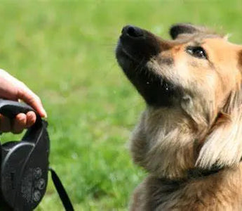 Dog-Training-Near-You-Where-to-Go-and-What-to-Expect J.S.M