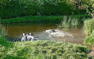 Dogs Near Water: Pros and Cons