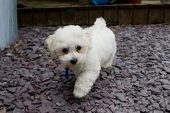 10 Dogs That Don’t Shed (Much!)