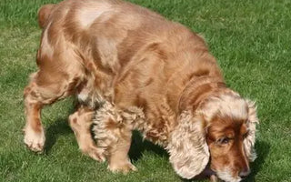 English Cocker Spaniel: The Complete Guide for UK Dog Owners