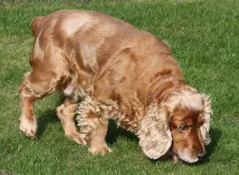 English Cocker Spaniel: The Complete Guide for UK Dog Owners