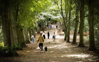 people walking in early autumn