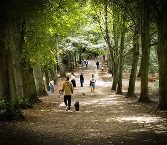 people walking in early autumn