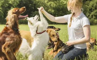 Breed-Specific Dog Training in the UK with multiple dogs in image