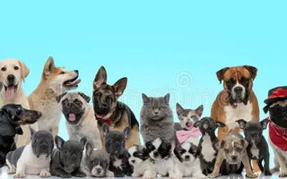 Top-Dog-Breeds-in-the-UK-Pros-and-Cons J.S.M
