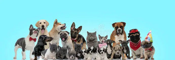 Top-Dog-Breeds-in-the-UK-Pros-and-Cons J.S.M