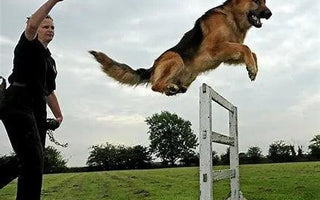 Harmony in Training
