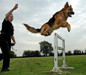 Harmony in Training