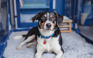 Dog’s Space with a Cost-Effective Dog Pen