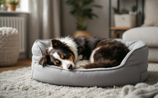 Furry Friend Bedtime Upgrade