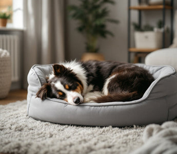 Furry Friend Bedtime Upgrade