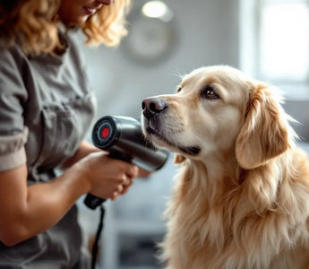 Why-Do-You-Need-a-Dog-Hair-Dryer J.S.M
