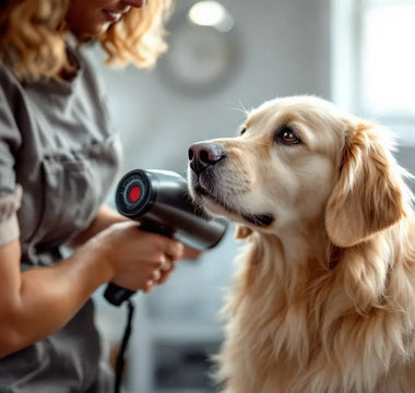 Why-Do-You-Need-a-Dog-Hair-Dryer J.S.M