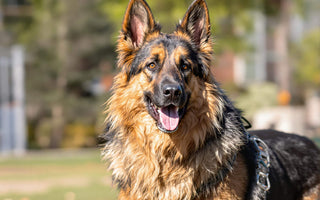 The German Shepherds Breed